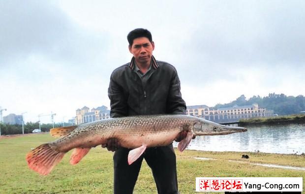 男子在湖里钓上90斤“淡水鱼杀手” 含有剧毒(1)