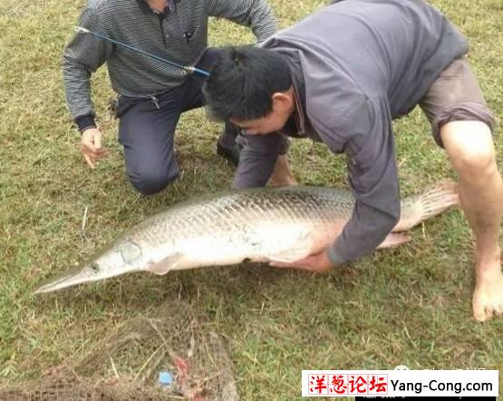 男子在湖里钓上90斤“淡水鱼杀手” 含有剧毒(2)
