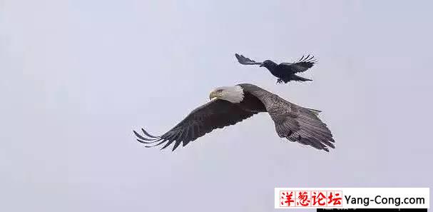 乌鸦骑着老鹰飞，见过么！(3)