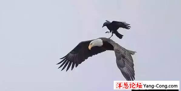 乌鸦骑着老鹰飞，见过么！(5)