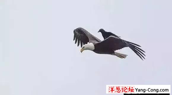 乌鸦骑着老鹰飞，见过么！(9)