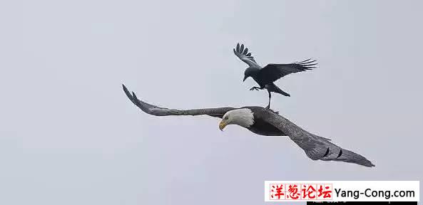 乌鸦骑着老鹰飞，见过么！(4)