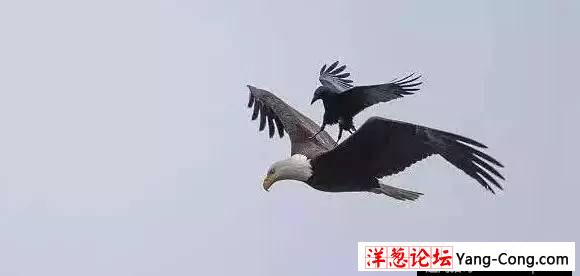 乌鸦骑着老鹰飞，见过么！(7)