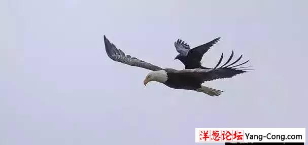 乌鸦骑着老鹰飞，见过么！(6)