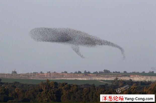 以色列椋鸟迁徙遮天蔽日 队形各异多变似鲸鱼(1)