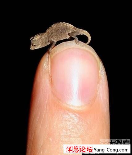 小巧玲珑可爱！地球上最小的十二种动物(11)