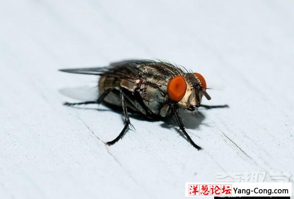 小小的苍蝇竟然具有预知危险的能力(1)
