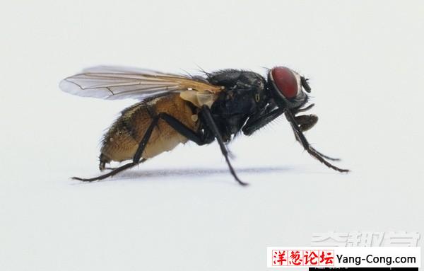 小小的苍蝇竟然具有预知危险的能力(2)