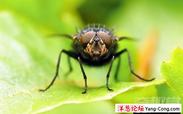 小小的苍蝇竟然具有预知危险的能力(6)