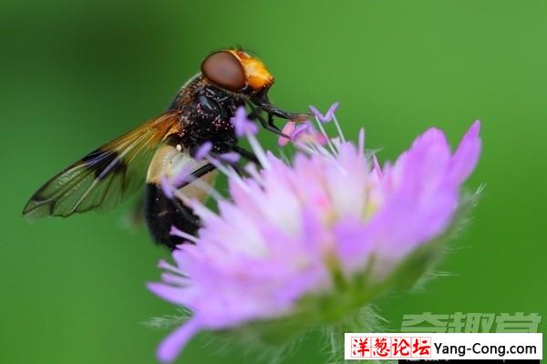 小小的苍蝇竟然具有预知危险的能力(5)