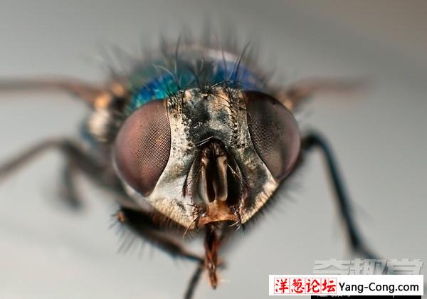 小小的苍蝇竟然具有预知危险的能力(9)