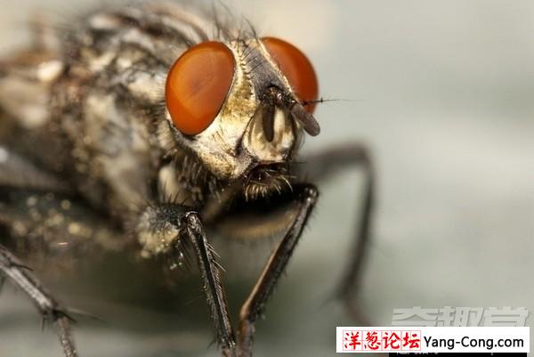 小小的苍蝇竟然具有预知危险的能力(8)