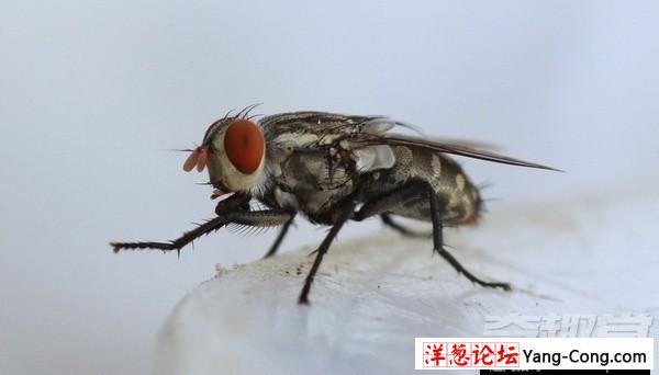 小小的苍蝇竟然具有预知危险的能力(4)