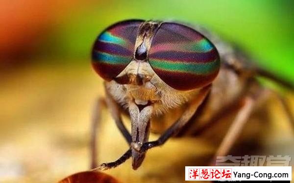 小小的苍蝇竟然具有预知危险的能力(7)