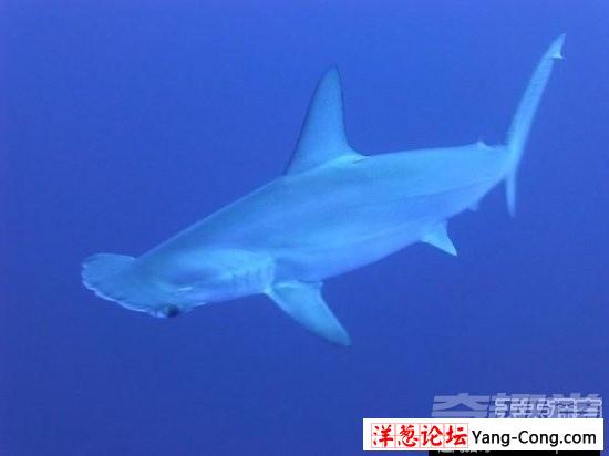 16种关于鲨鱼的冷知识 人类简直太渺小(4)
