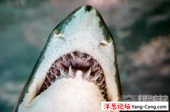 16种关于鲨鱼的冷知识 人类简直太渺小(12)