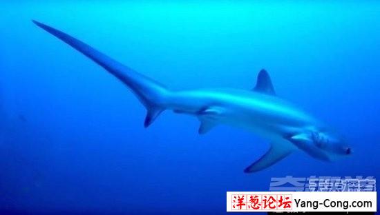 16种关于鲨鱼的冷知识 人类简直太渺小(14)