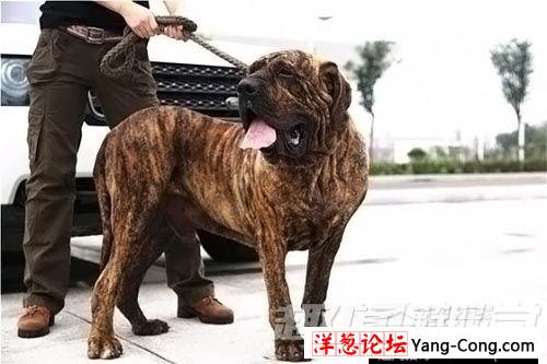 奇趣动物：盘点世界十大最凶猛的犬类(4)
