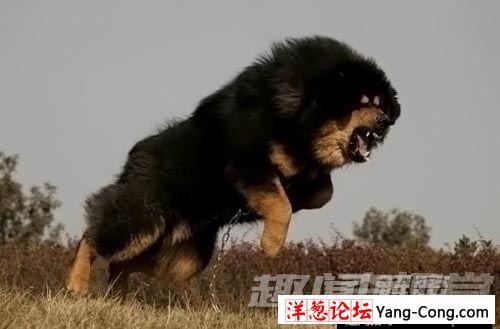 奇趣动物：盘点世界十大最凶猛的犬类(1)