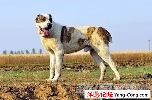 奇趣动物：盘点世界十大最凶猛的犬类(7)