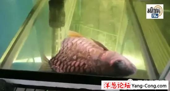 这条鱼只剩半截身体，却能吃能喝活了大半年！(4)