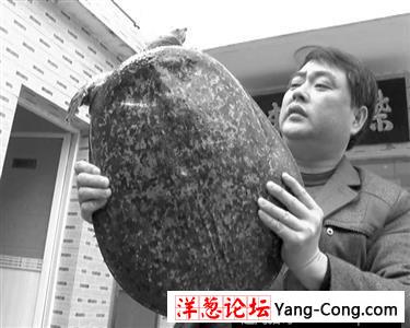 渔民捕获10公斤百岁甲鱼 满身镶嵌“珍珠”(2)