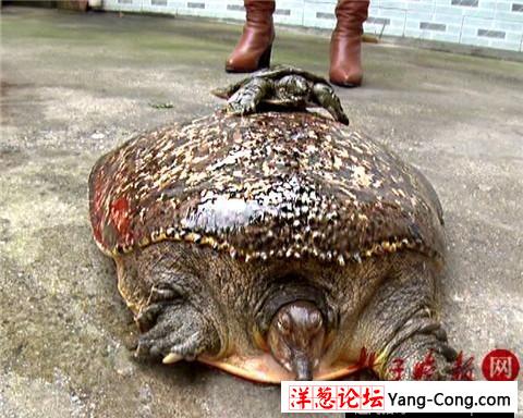 渔民捕获10公斤百岁甲鱼 满身镶嵌“珍珠”(1)
