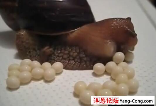 你见过蜗牛产卵吗？这部视频把人鸡皮疙瘩都吓出来了(3)