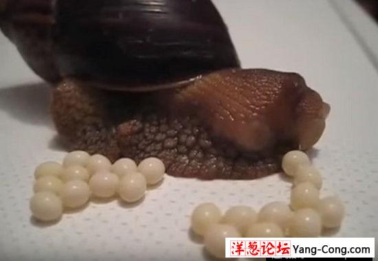 你见过蜗牛产卵吗？这部视频把人鸡皮疙瘩都吓出来了(1)