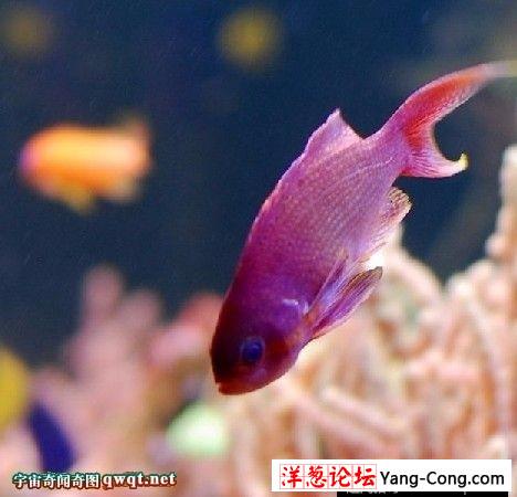 十种神奇罕见的奇特紫色动物：紫色海蜗牛雌雄同体(12)