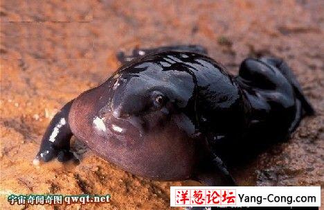 十种神奇罕见的奇特紫色动物：紫色海蜗牛雌雄同体(14)