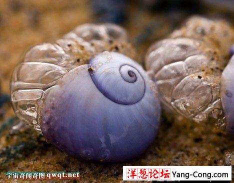 十种神奇罕见的奇特紫色动物：紫色海蜗牛雌雄同体(2)