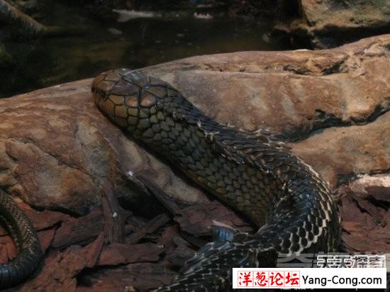 盘点中国境内十大最著名毒蛇：眼镜王蛇才第三(5)
