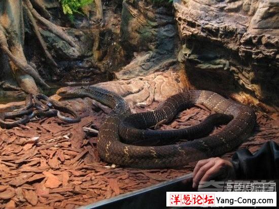 盘点中国境内十大最著名毒蛇：眼镜王蛇才第三(4)
