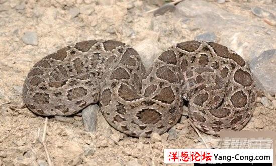 盘点中国境内十大最著名毒蛇：眼镜王蛇才第三(15)