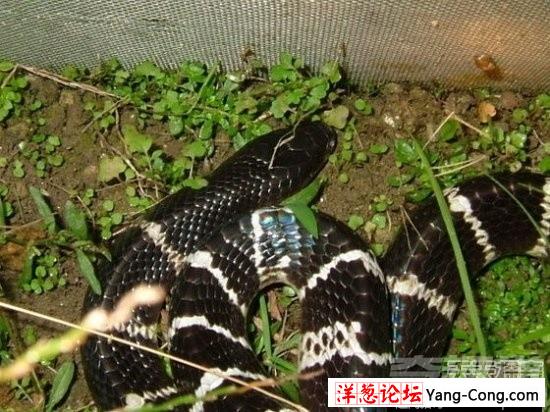 盘点中国境内十大最著名毒蛇：眼镜王蛇才第三(12)