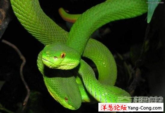盘点中国境内十大最著名毒蛇：眼镜王蛇才第三(1)
