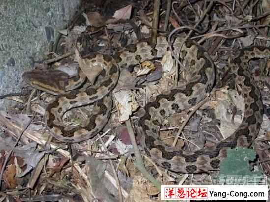 盘点中国境内十大最著名毒蛇：眼镜王蛇才第三(13)