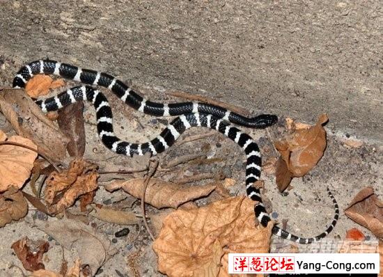盘点中国境内十大最著名毒蛇：眼镜王蛇才第三(11)