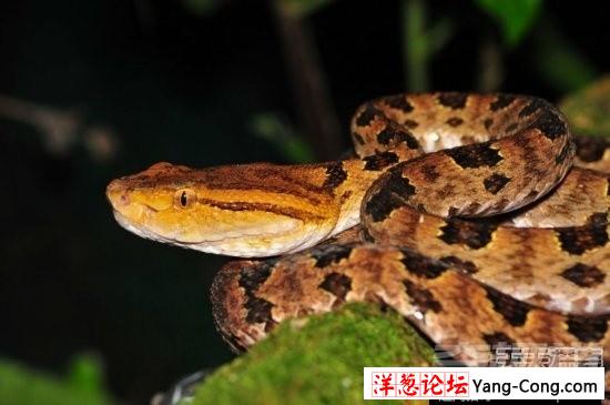 盘点中国境内十大最著名毒蛇：眼镜王蛇才第三(14)