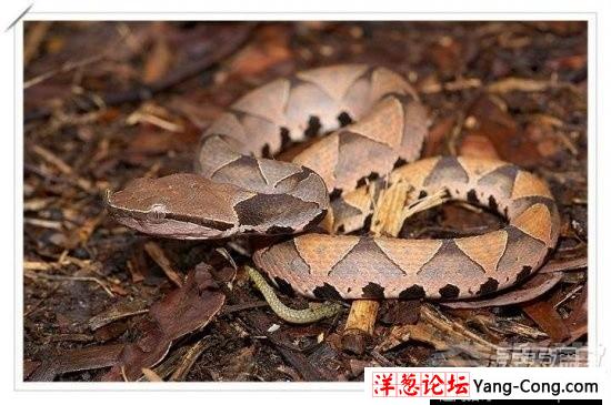 盘点中国境内十大最著名毒蛇：眼镜王蛇才第三(8)