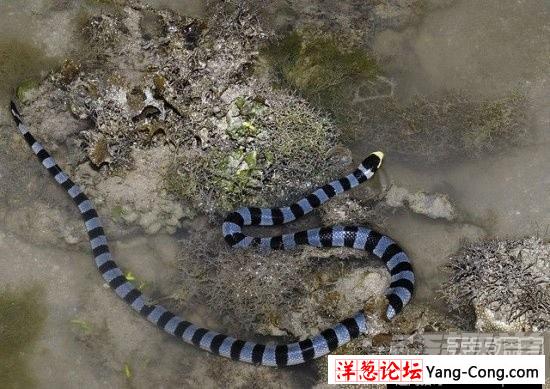 盘点中国境内十大最著名毒蛇：眼镜王蛇才第三(6)