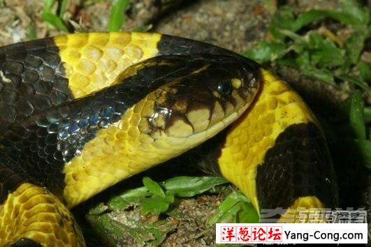 盘点中国境内十大最著名毒蛇：眼镜王蛇才第三(10)