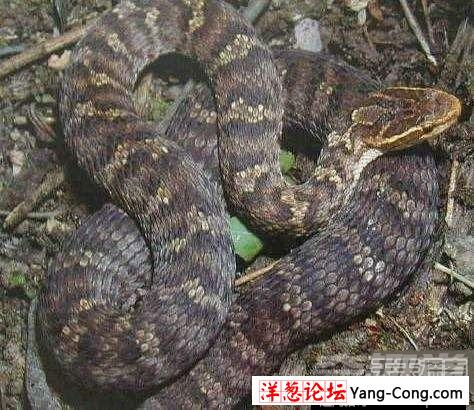 盘点中国境内十大最著名毒蛇：眼镜王蛇才第三(2)