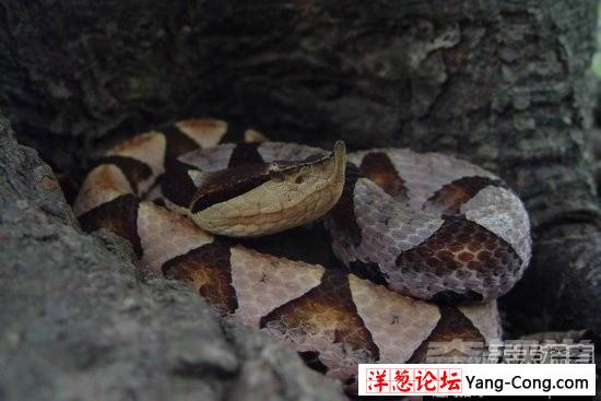盘点中国境内十大最著名毒蛇：眼镜王蛇才第三(9)