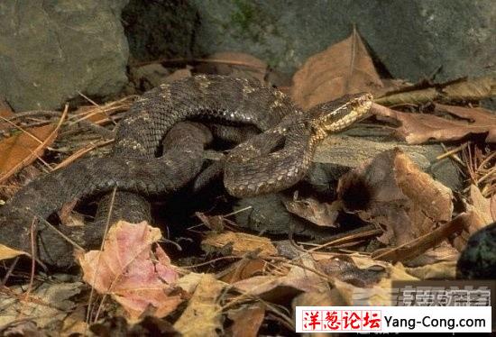 盘点中国境内十大最著名毒蛇：眼镜王蛇才第三(3)