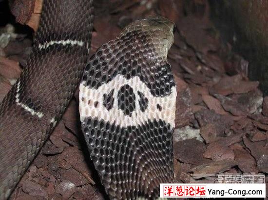 盘点中国境内十大最著名毒蛇：眼镜王蛇才第三(17)
