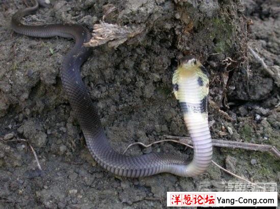 盘点中国境内十大最著名毒蛇：眼镜王蛇才第三(18)