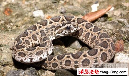 盘点中国境内十大最著名毒蛇：眼镜王蛇才第三(16)
