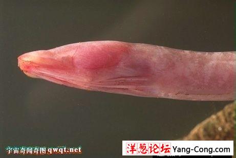 2009最怪异物种发现揭秘:鱼长獠牙似吸血鬼(3)